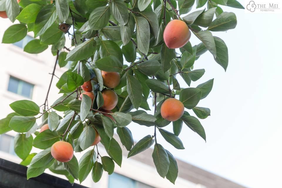 The Mei Forestvill Dongdaemun Σεούλ Εξωτερικό φωτογραφία